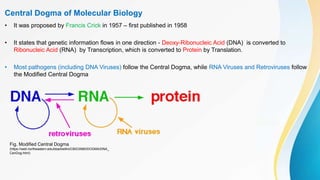 Central Dogma of Molecular Biology
• It was proposed by Francis Crick in 1957 – first published in 1958
• It states that genetic information flows in one direction - Deoxy-Ribonucleic Acid (DNA) is converted to
Ribonucleic Acid (RNA) by Transcription, which is converted to Protein by Translation.
• Most pathogens (including DNA Viruses) follow the Central Dogma, while RNA Viruses and Retroviruses follow
the Modified Central Dogma
Fig. Modified Central Dogma
(https://web.northeastern.edu/bbarbiellini/CBIO3580/DOGMA/DNA_
CenDog.html)
 