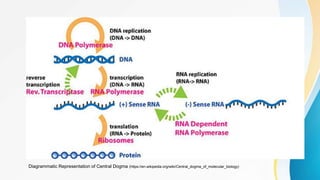 Diagrammatic Representation of Central Dogma (https://en.wikipedia.org/wiki/Central_dogma_of_molecular_biology)
 