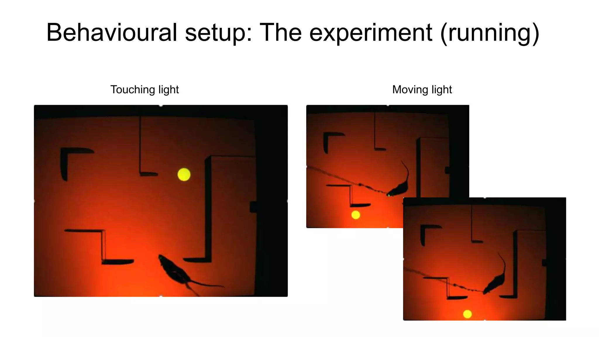 Behavioural setup: The experiment (running)
Touching light Moving light
 