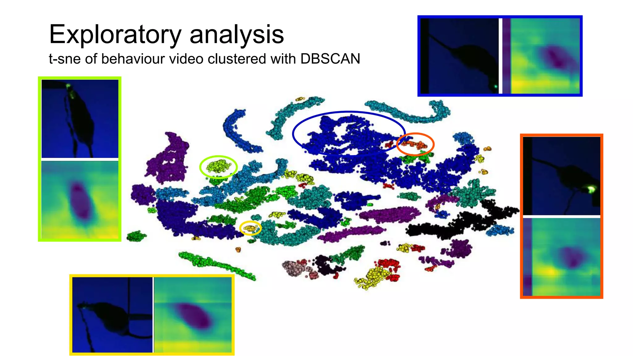 Exploratory analysis
t-sne of behaviour video clustered with DBSCAN
 