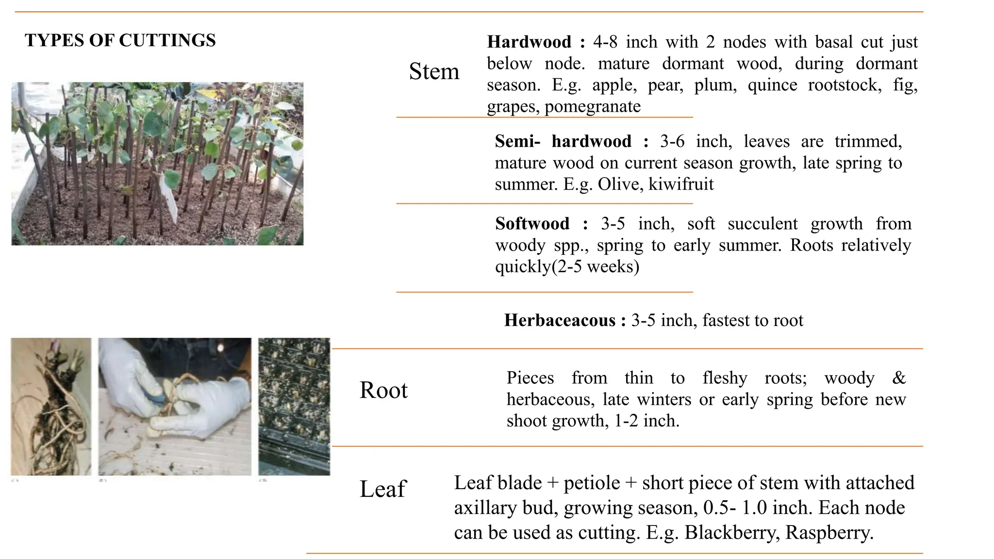 TYPES OF CUTTINGS
Stem
Hardwood : 4-8 inch with 2 nodes with basal cut just
below node. mature dormant wood, during dormant
season. E.g. apple, pear, plum, quince rootstock, fig,
grapes, pomegranate
Semi- hardwood : 3-6 inch, leaves are trimmed,
mature wood on current season growth, late spring to
summer. E.g. Olive, kiwifruit
Softwood : 3-5 inch, soft succulent growth from
woody spp., spring to early summer. Roots relatively
quickly(2-5 weeks)
Herbaceacous : 3-5 inch, fastest to root
Pieces from thin to fleshy roots; woody &
herbaceous, late winters or early spring before new
shoot growth, 1-2 inch.
Root
Leaf Leaf blade + petiole + short piece of stem with attached
axillary bud, growing season, 0.5- 1.0 inch. Each node
can be used as cutting. E.g. Blackberry, Raspberry.
 