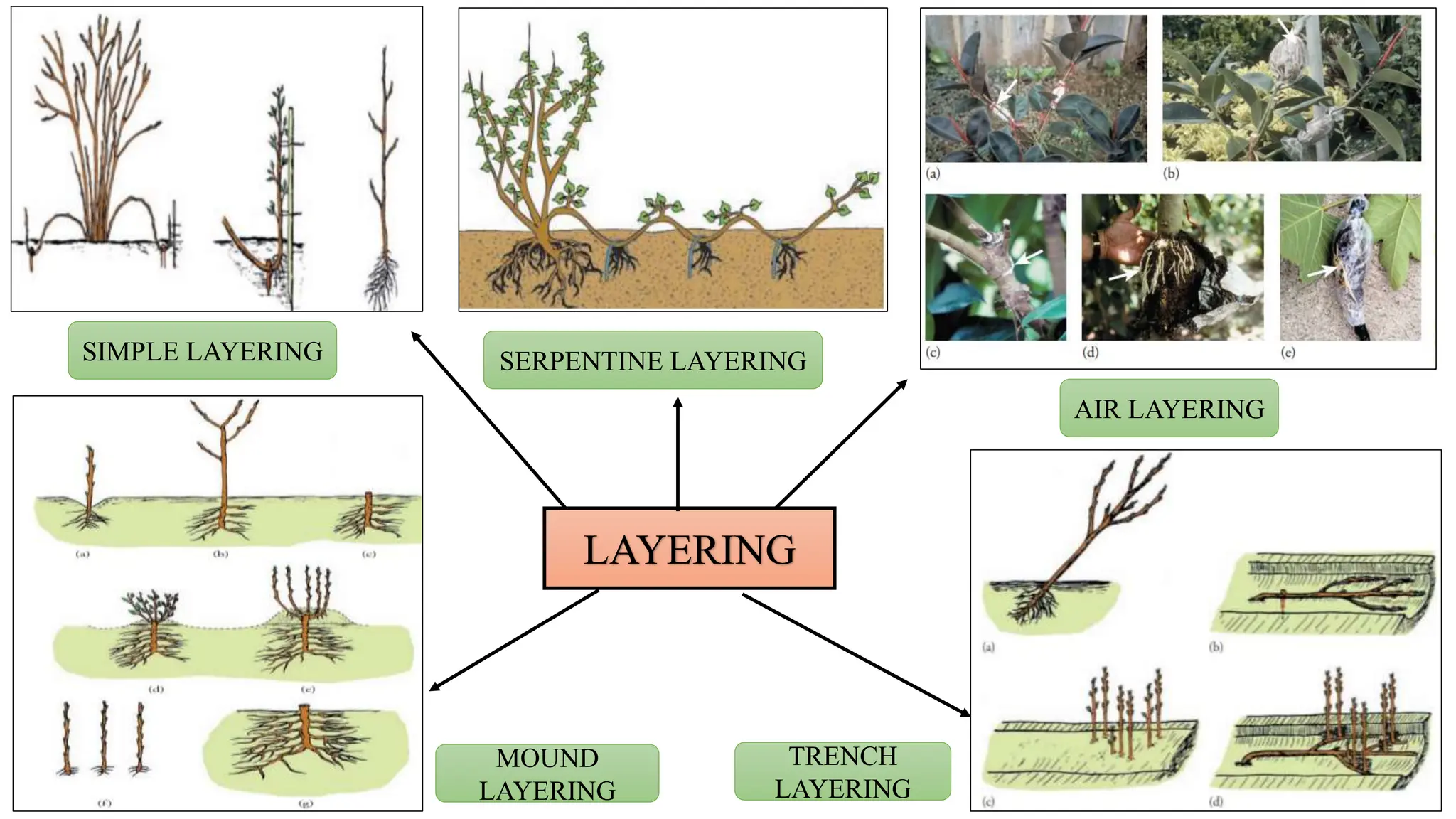LAYERING
SIMPLE LAYERING
MOUND
LAYERING
TRENCH
LAYERING
SERPENTINE LAYERING
AIR LAYERING
 