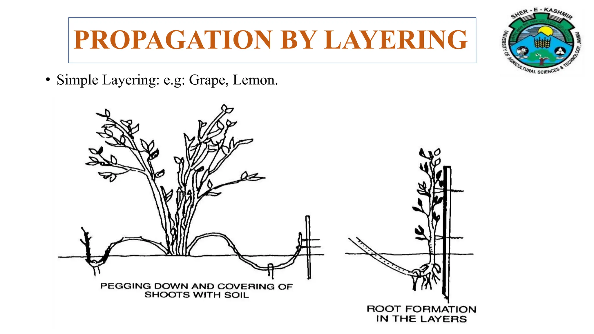 PROPAGATION BY LAYERING
• Simple Layering: e.g: Grape, Lemon.
 