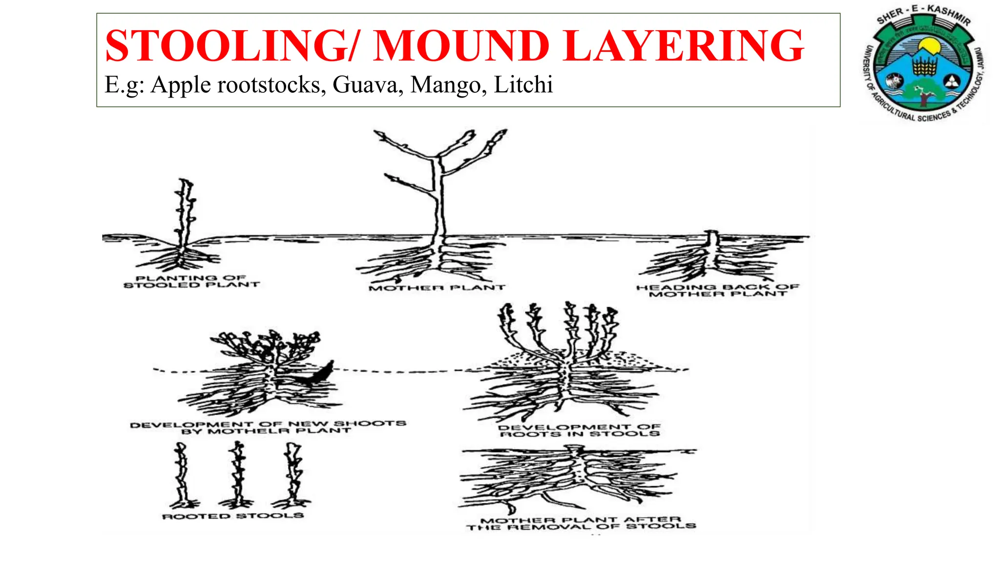 STOOLING/ MOUND LAYERING
E.g: Apple rootstocks, Guava, Mango, Litchi
 