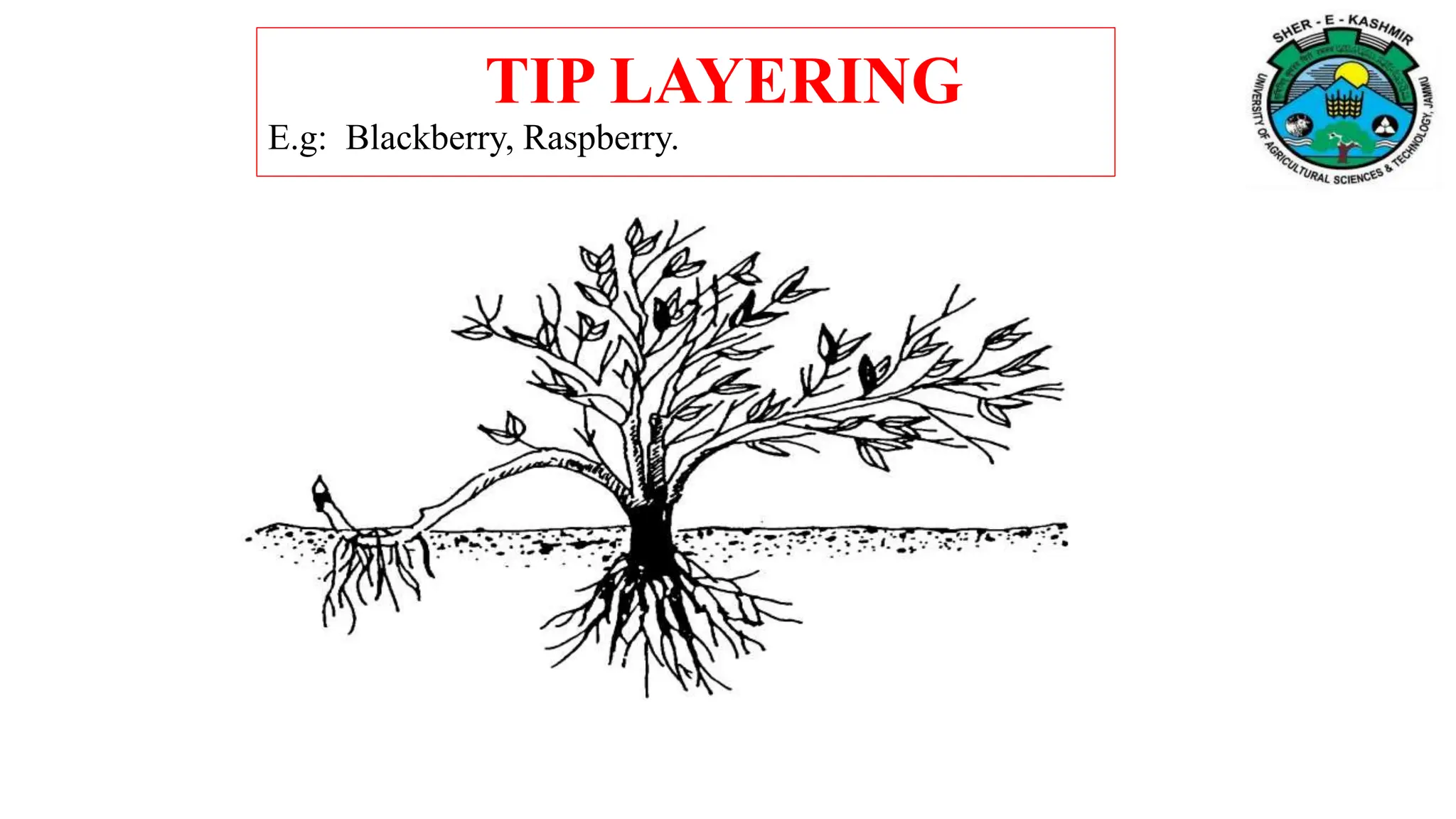 TIP LAYERING
E.g: Blackberry, Raspberry.
 