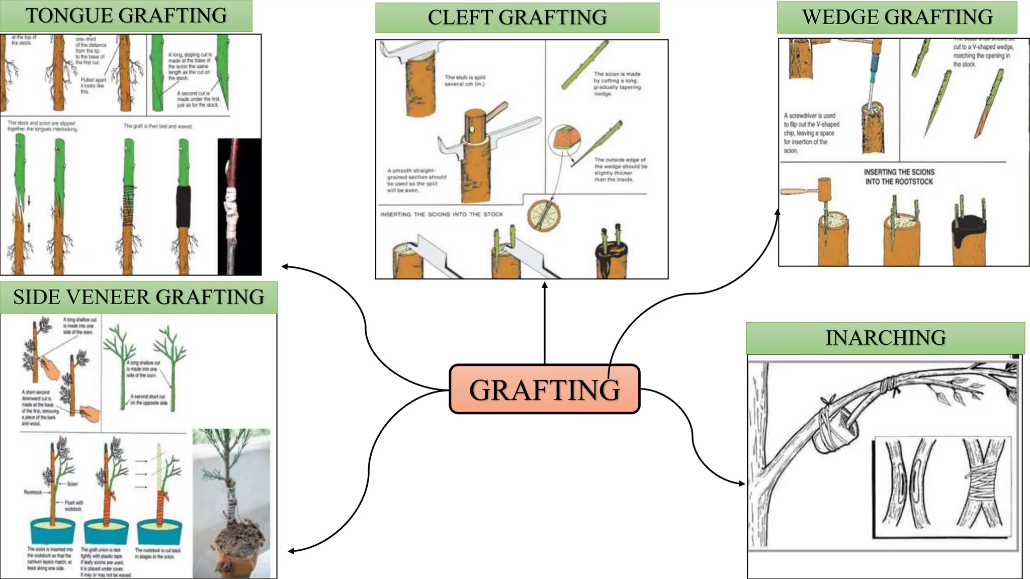 TONGUE GRAFTING CLEFT GRAFTING WEDGE GRAFTING
SIDE VENEER GRAFTING
INARCHING
GRAFTING
 