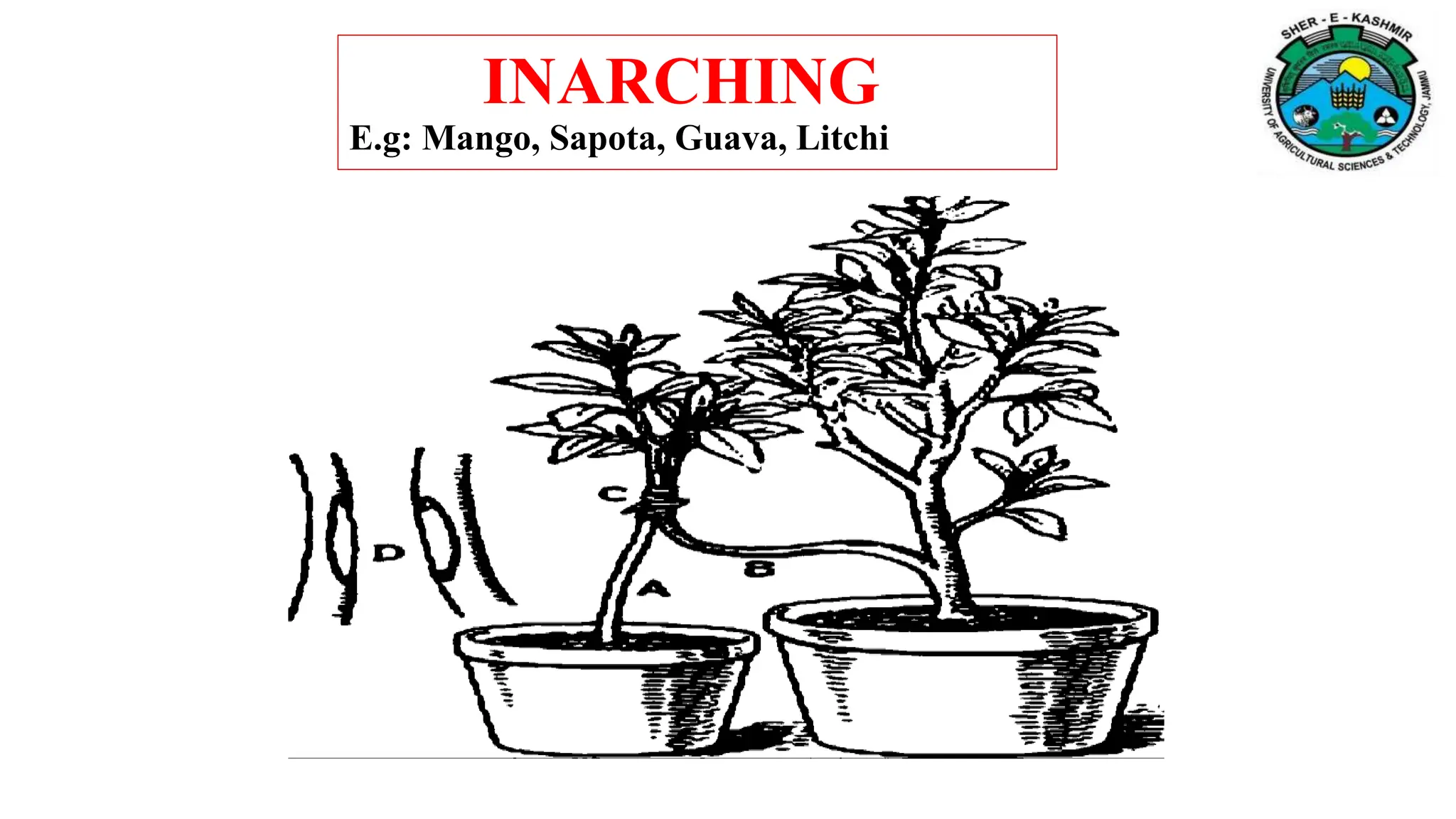 INARCHING
E.g: Mango, Sapota, Guava, Litchi
 