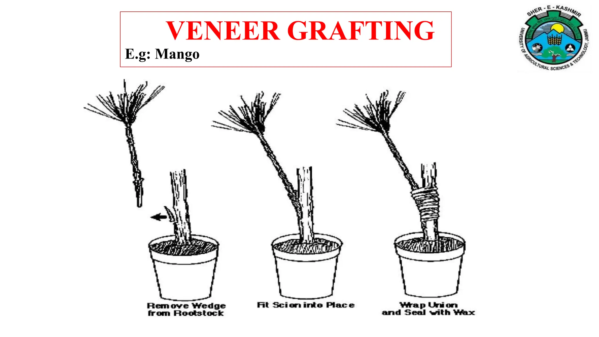 VENEER GRAFTING
E.g: Mango
 