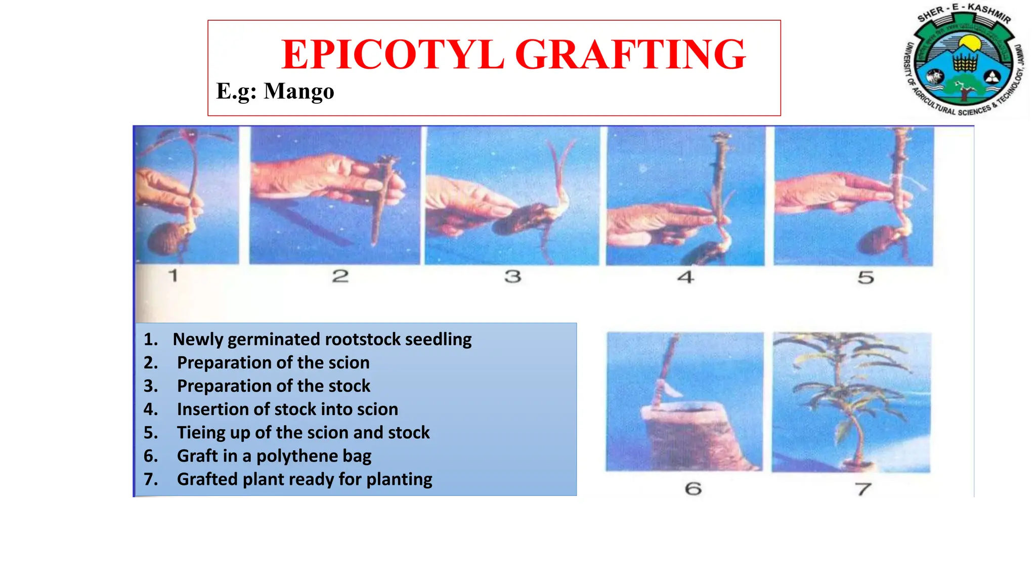 EPICOTYL GRAFTING
E.g: Mango
1. Newly germinated rootstock seedling
2. Preparation of the scion
3. Preparation of the stock
4. Insertion of stock into scion
5. Tieing up of the scion and stock
6. Graft in a polythene bag
7. Grafted plant ready for planting
 