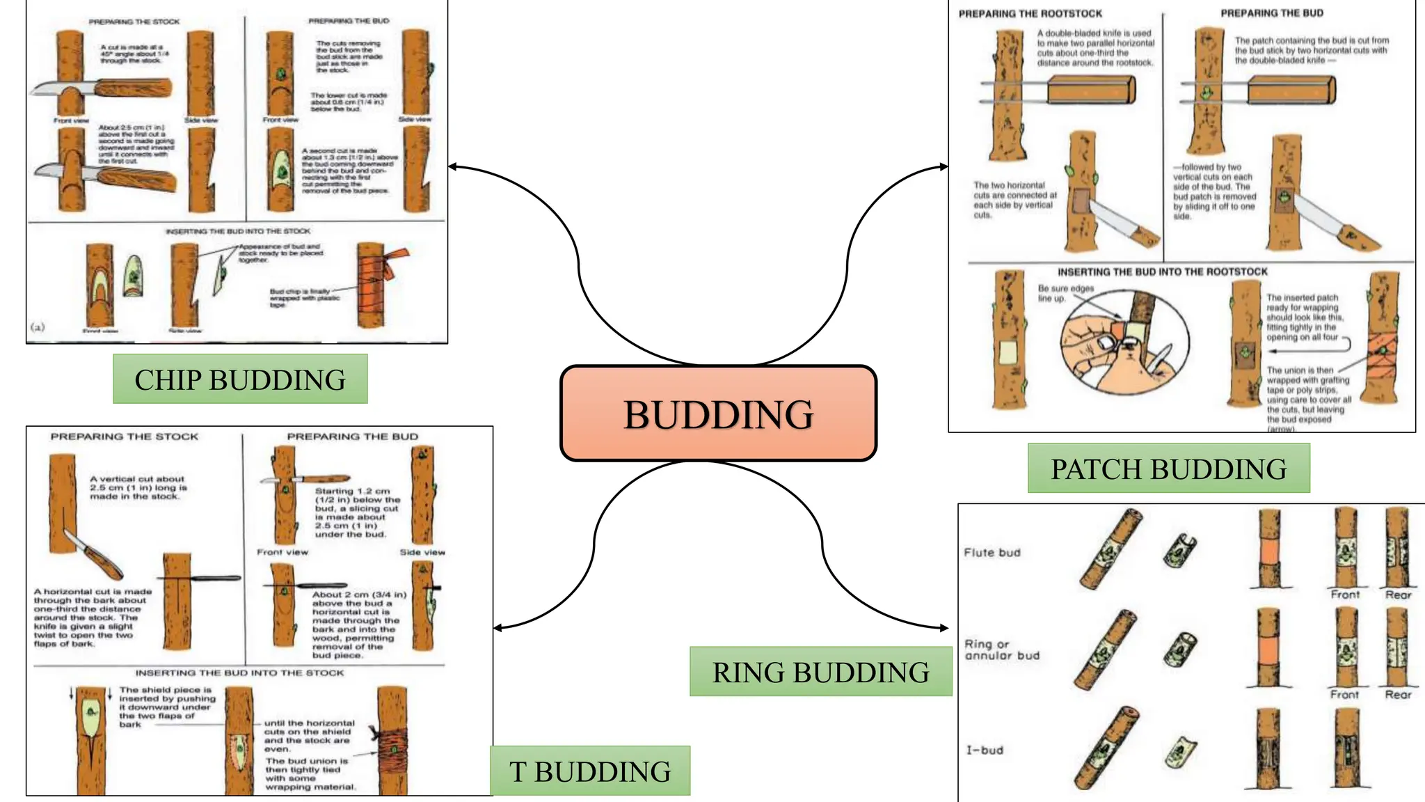 BUDDING
T BUDDING
CHIP BUDDING
PATCH BUDDING
RING BUDDING
 