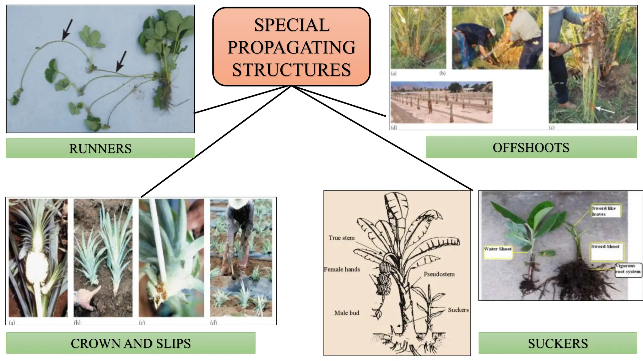 SPECIAL
PROPAGATING
STRUCTURES
RUNNERS
SUCKERS
CROWN AND SLIPS
OFFSHOOTS
 