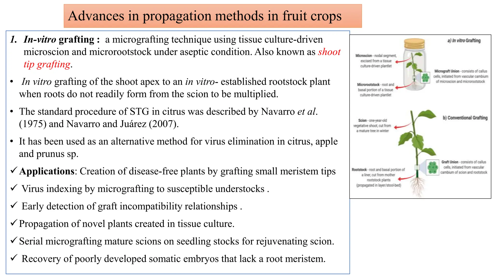 Advances in propagation methods in fruit crops
1. In-vitro grafting : a micrografting technique using tissue culture-driven
microscion and microrootstock under aseptic condition. Also known as shoot
tip grafting.
• In vitro grafting of the shoot apex to an in vitro- established rootstock plant
when roots do not readily form from the scion to be multiplied.
• The standard procedure of STG in citrus was described by Navarro et al.
(1975) and Navarro and Juárez (2007).
• It has been used as an alternative method for virus elimination in citrus, apple
and prunus sp.
Applications: Creation of disease-free plants by grafting small meristem tips
 Virus indexing by micrografting to susceptible understocks .
 Early detection of graft incompatibility relationships .
Propagation of novel plants created in tissue culture.
Serial micrografting mature scions on seedling stocks for rejuvenating scion.
 Recovery of poorly developed somatic embryos that lack a root meristem.
 