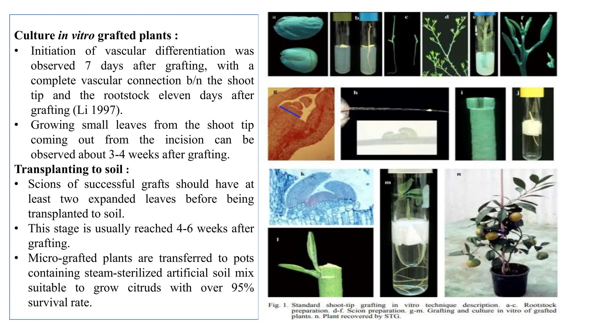 Culture in vitro grafted plants :
• Initiation of vascular differentiation was
observed 7 days after grafting, with a
complete vascular connection b/n the shoot
tip and the rootstock eleven days after
grafting (Li 1997).
• Growing small leaves from the shoot tip
coming out from the incision can be
observed about 3-4 weeks after grafting.
Transplanting to soil :
• Scions of successful grafts should have at
least two expanded leaves before being
transplanted to soil.
• This stage is usually reached 4-6 weeks after
grafting.
• Micro-grafted plants are transferred to pots
containing steam-sterilized artificial soil mix
suitable to grow citruds with over 95%
survival rate.
 