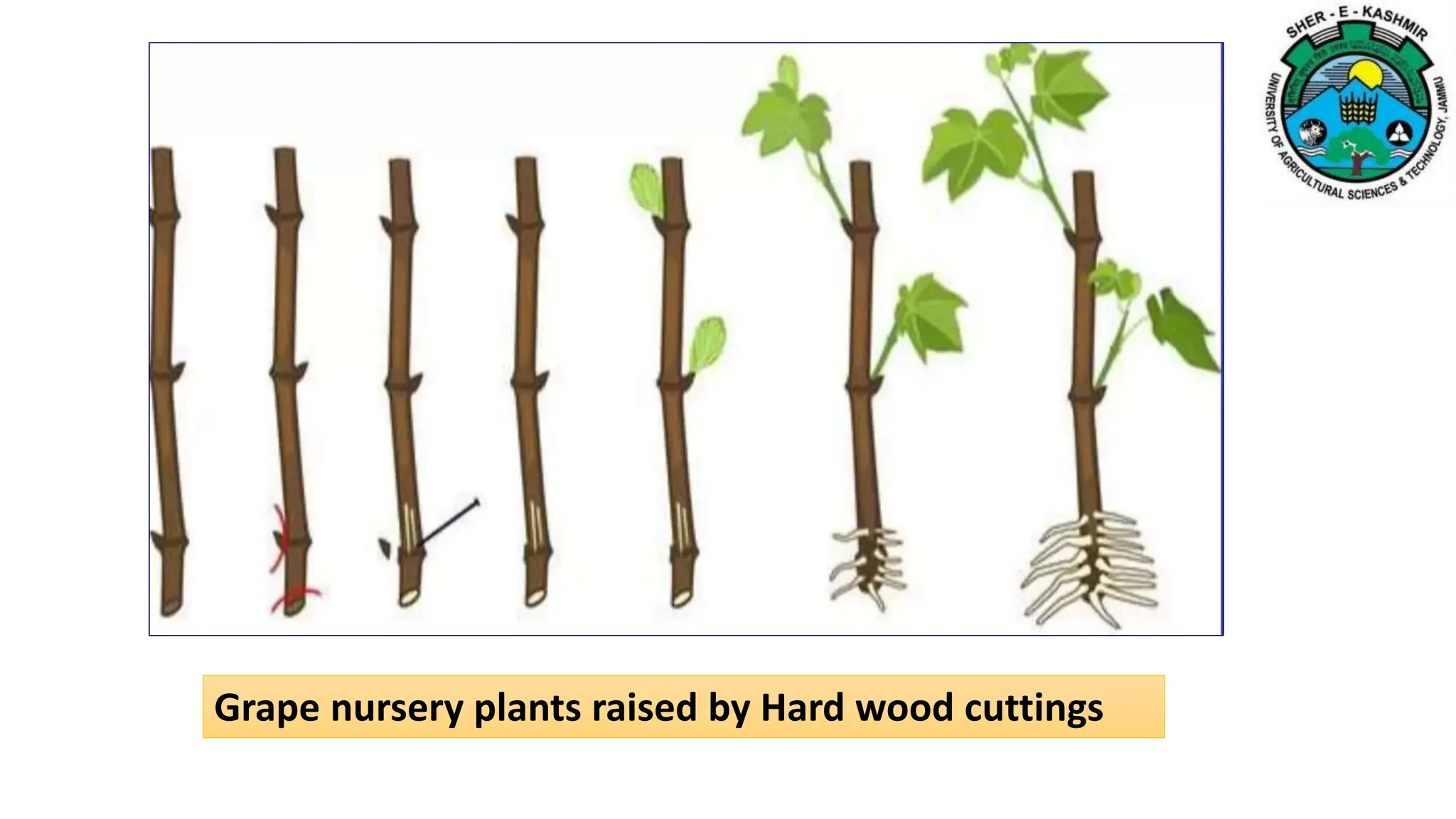 Grape nursery plants raised by Hard wood cuttings
 