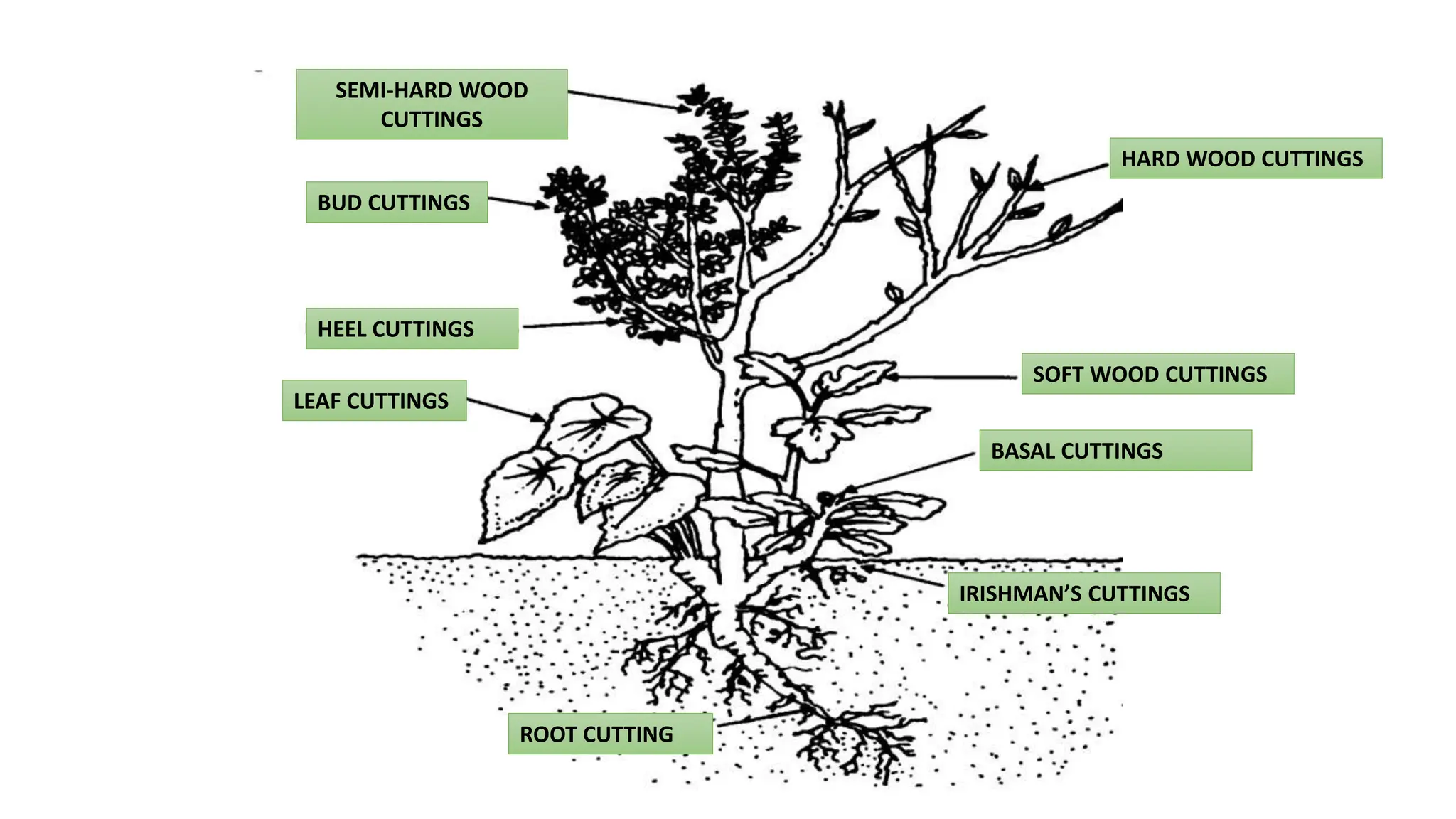 HARD WOOD CUTTINGS
SOFT WOOD CUTTINGS
BASAL CUTTINGS
IRISHMAN’S CUTTINGS
SEMI-HARD WOOD
CUTTINGS
BUD CUTTINGS
LEAF CUTTINGS
ROOT CUTTING
HEEL CUTTINGS
 