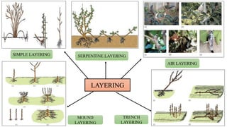 LAYERING
SIMPLE LAYERING
MOUND
LAYERING
TRENCH
LAYERING
SERPENTINE LAYERING
AIR LAYERING
 