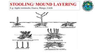 STOOLING/ MOUND LAYERING
E.g: Apple rootstocks, Guava, Mango, Litchi
 