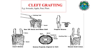 CLEFT GRAFTING
E.g: Avocado, Apple, Pear, Plum.
 