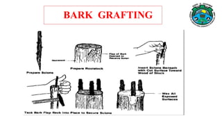BARK GRAFTING
 