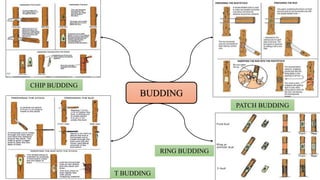 BUDDING
T BUDDING
CHIP BUDDING
PATCH BUDDING
RING BUDDING
 