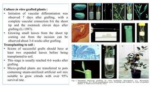Culture in vitro grafted plants :
• Initiation of vascular differentiation was
observed 7 days after grafting, with a
complete vascular connection b/n the shoot
tip and the rootstock eleven days after
grafting (Li 1997).
• Growing small leaves from the shoot tip
coming out from the incision can be
observed about 3-4 weeks after grafting.
Transplanting to soil :
• Scions of successful grafts should have at
least two expanded leaves before being
transplanted to soil.
• This stage is usually reached 4-6 weeks after
grafting.
• Micro-grafted plants are transferred to pots
containing steam-sterilized artificial soil mix
suitable to grow citruds with over 95%
survival rate.
 