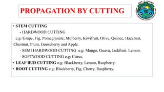 • STEM CUTTING
- HARDWOOD CUTTING
e.g: Grape, Fig, Pomegranate, Mulberry, Kiwifruit, Olive, Quince, Hazelnut,
Chestnut, Plum, Gooseberry and Apple.
- SEMI HARDWOOD CUTTING e.g: Mango, Guava, Jackfruit, Lemon.
- SOFTWOOD CUTTING e.g: Citrus.
• LEAF BUD CUTTING e.g: Blackberry, Lemon, Raspberry.
• ROOT CUTTING e.g: Blackberry, Fig, Cherry, Raspberry.
PROPAGATION BY CUTTING
 