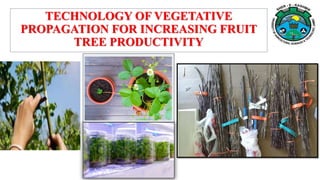 TECHNOLOGY OF VEGETATIVE
PROPAGATION FOR INCREASING FRUIT
TREE PRODUCTIVITY
 