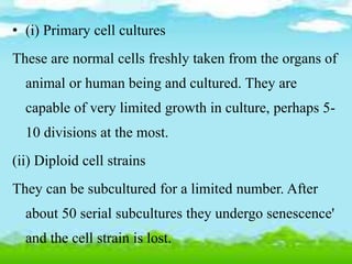 • (i) Primary cell cultures
These are normal cells freshly taken from the organs of
animal or human being and cultured. They are
capable of very limited growth in culture, perhaps 5-
10 divisions at the most.
(ii) Diploid cell strains
They can be subcultured for a limited number. After
about 50 serial subcultures they undergo senescence'
and the cell strain is lost.
 