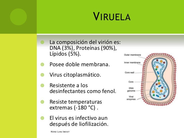 viruela virus
