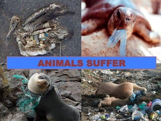 ANIMALS SUFFER 
 