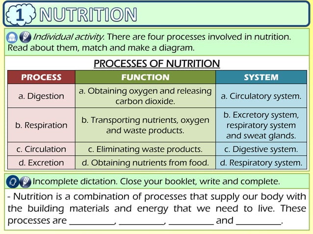 Presentation Nutrition I Digestion Respiration Ppt