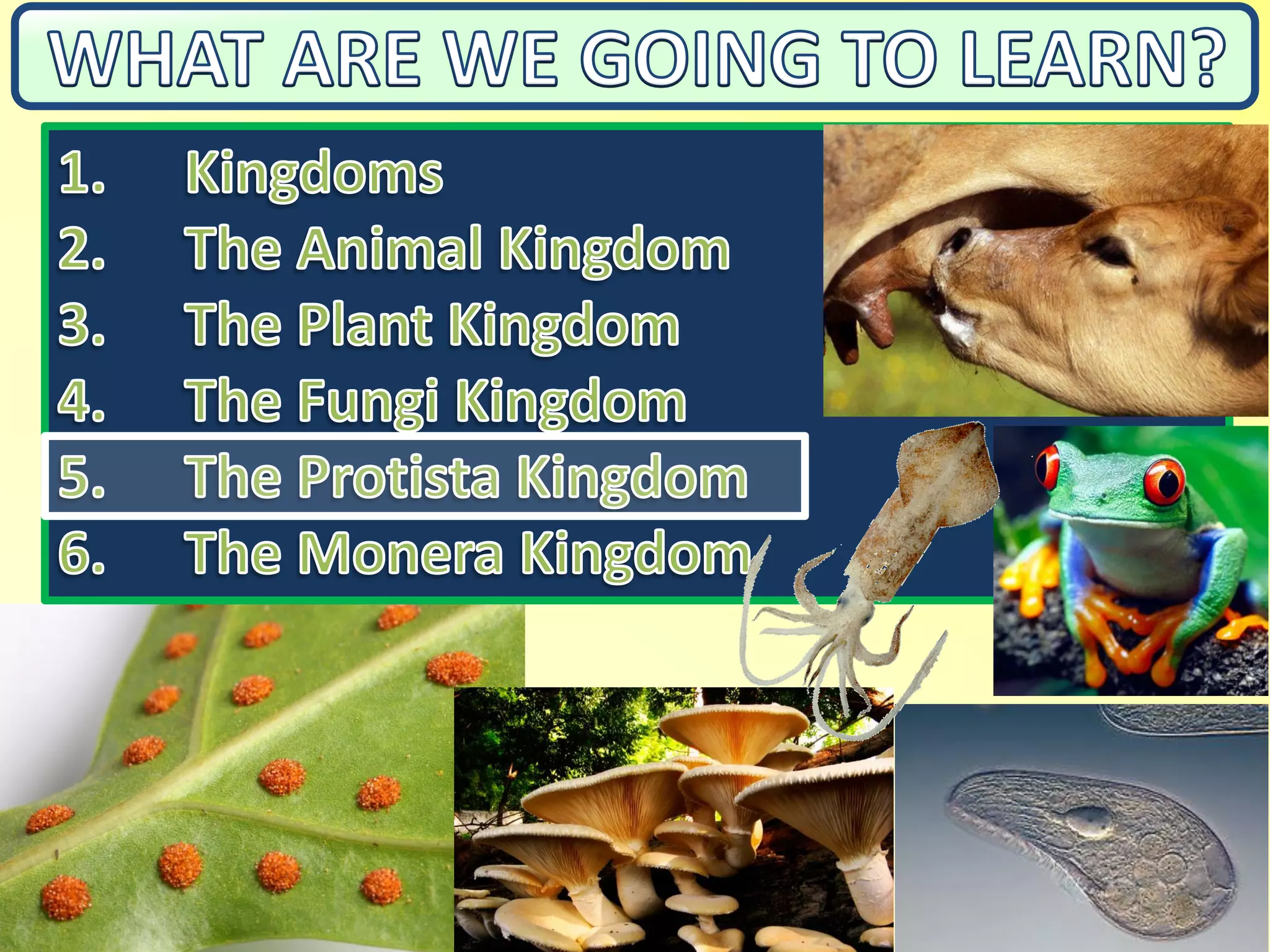 Presentation - The Classification of Living Things | PDF