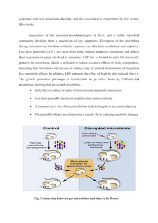correlates with low microbiota diversity, and this association is exacerbated by low dietary
fibre intake.
Acquisition of the intestinal microbiota begins at birth, and a stable microbial
community develops from a succession of key organisms. Disruption of the microbiota
during maturation by low-dose antibiotic exposure can alter host metabolism and adiposity.
Low-dose penicillin (LDP), delivered from birth, induces metabolic alterations and affects
ileal expression of genes involved in immunity. LDP that is limited to early life transiently
perturbs the microbiota, which is sufficient to induce sustained effects on body composition,
indicating that microbiota interactions in infancy may be critical determinants of long-term
host metabolic effects. In addition, LDP enhances the effect of high-fat diet induced obesity.
The growth promotion phenotype is transferrable to germ-free hosts by LDP-selected
microbiota, showing that the altered microbiota..
 Early life is a critical window of host-microbe metabolic interaction
 Low-dose penicillin treatment amplifies diet-induced obesity
 A transient early microbiota perturbation leads to long-term increased adiposity
 The penicillin-altered microbiota has a causal role in inducing metabolic changes
Fig: Connection between gut microbiota and obesity in Mouse
 