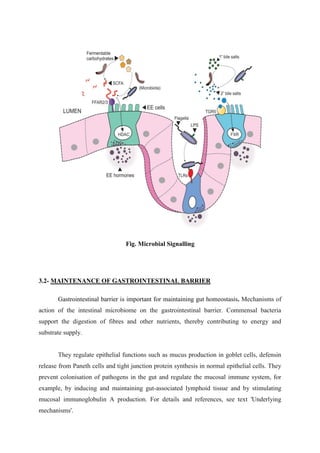Fig. Microbial Signalling
3.2- MAINTENANCE OF GASTROINTESTINAL BARRIER
Gastrointestinal barrier is important for maintaining gut homeostasis. Mechanisms of
action of the intestinal microbiome on the gastrointestinal barrier. Commensal bacteria
support the digestion of fibres and other nutrients, thereby contributing to energy and
substrate supply.
They regulate epithelial functions such as mucus production in goblet cells, defensin
release from Paneth cells and tight junction protein synthesis in normal epithelial cells. They
prevent colonisation of pathogens in the gut and regulate the mucosal immune system, for
example, by inducing and maintaining gut-associated lymphoid tissue and by stimulating
mucosal immunoglobulin A production. For details and references, see text 'Underlying
mechanisms'.
 