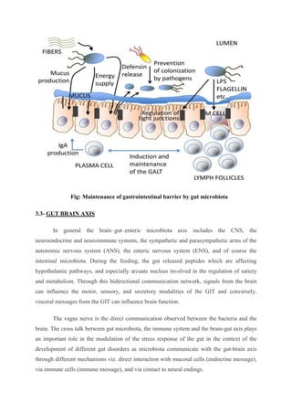 Fig: Maintenance of gastrointestinal barrier by gut microbiota
3.3- GUT BRAIN AXIS
In general the brain–gut–enteric microbiota axis includes the CNS, the
neuroendocrine and neuroimmune systems, the sympathetic and parasympathetic arms of the
autonomic nervous system (ANS), the enteric nervous system (ENS), and of course the
intestinal microbiota. During the feeding, the gut released peptides which are affecting
hypothalamic pathways, and especially arcuate nucleus involved in the regulation of satiety
and metabolism. Through this bidirectional communication network, signals from the brain
can influence the motor, sensory, and secretory modalities of the GIT and conversely,
visceral messages from the GIT can influence brain function.
The vagus nerve is the direct communication observed between the bacteria and the
brain. The cross talk between gut microbiota, the immune system and the brain-gut axis plays
an important role in the modulation of the stress response of the gut in the context of the
development of different gut disorders as microbiota communicate with the gut-brain axis
through different mechanisms viz. direct interaction with mucosal cells (endocrine message),
via immune cells (immune message), and via contact to neural endings.
 