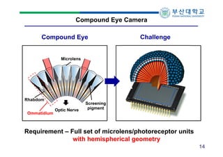 Compound Eye Camera
Compound Eye

Challenge

Microlens

Rhabdom
Ommatidium

Optic Nerve

Screening
pigment

Requirement – Full set of microlens/photoreceptor units
with hemispherical geometry
14

 