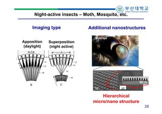 Night-active insects – Moth, Mosquito, etc.
Imaging type
Apposition
(daylight)

Additional nanostructures
Moth eye

Superposition
(night active)

500 nm

Hierarchical
micro/nano structure
28

 