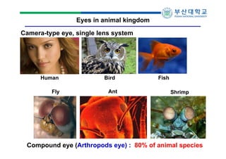 Eyes in animal kingdom
Camera-type eye, single lens system

Human
Fly

Bird
Ant

Fish
Shrimp

Compound eye (Arthropods eye) : 80% of animal species

 