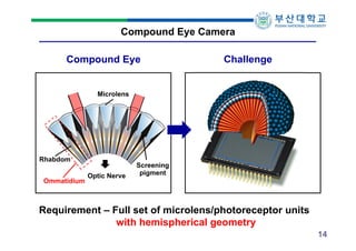 Compound Eye Camera
Compound Eye

Challenge

Microlens

Rhabdom
Ommatidium

Optic Nerve

Screening
pigment

Requirement – ...