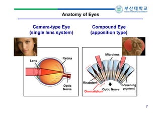 Anatomy of Eyes
Camera-type Eye
(single lens system)

Compound Eye
(apposition type)

Microlens
Lens

Retina

Optic
Nerve
...