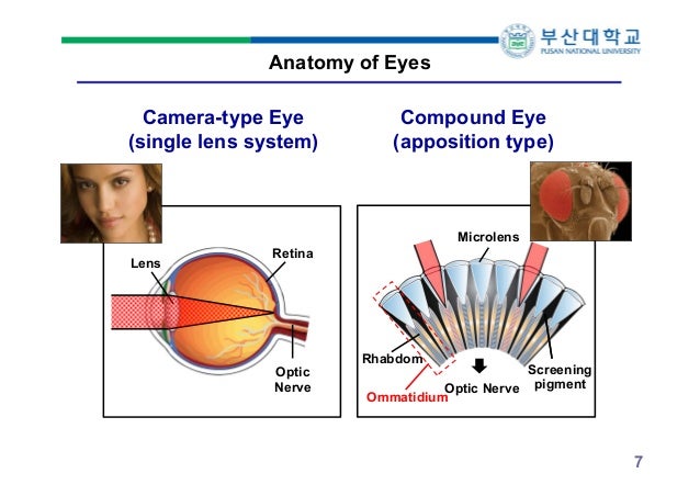 compound eyes