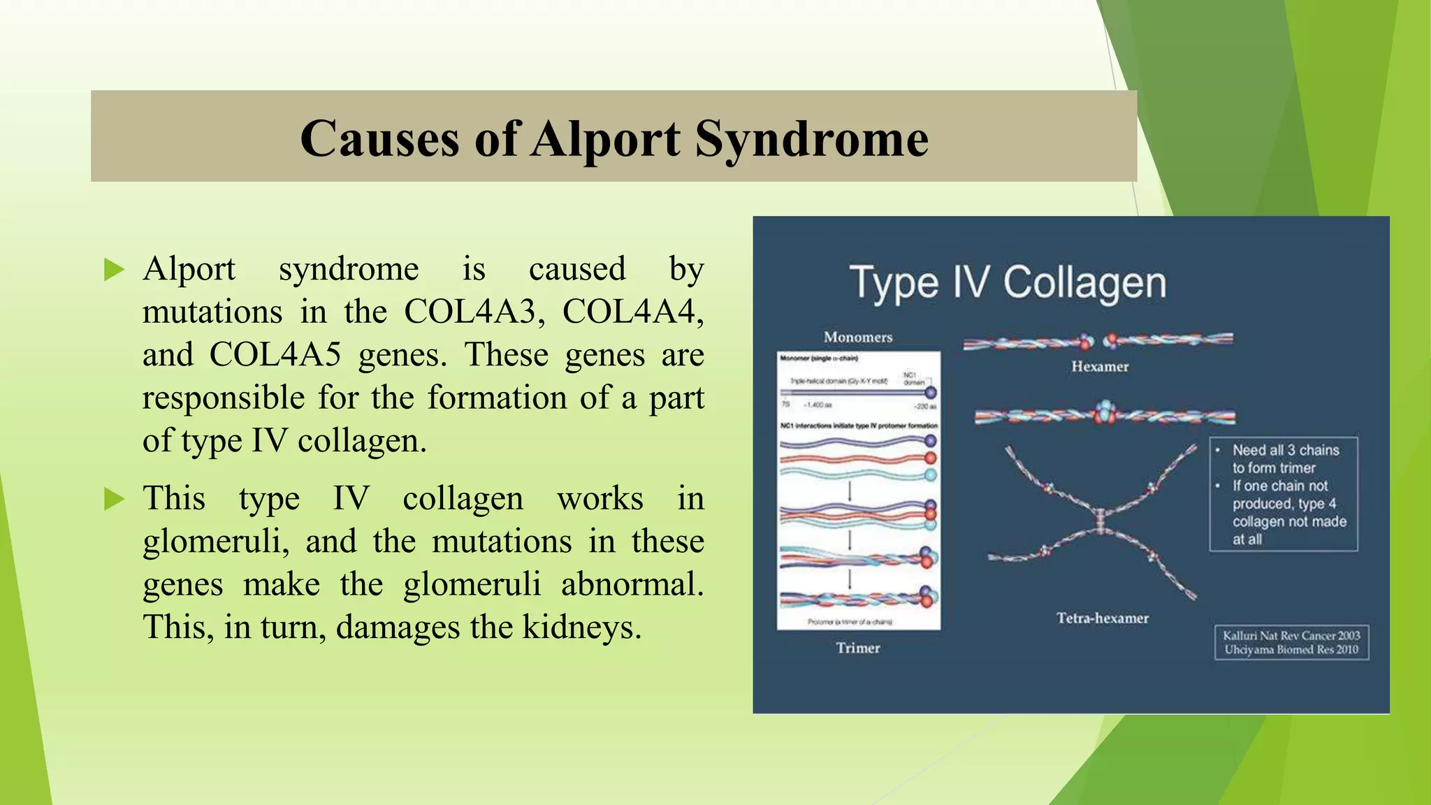alpoort syndrome.pptx