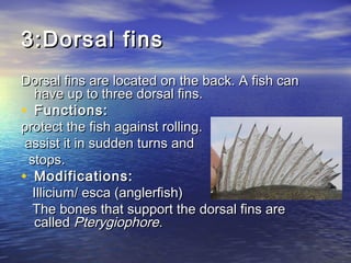 3:Dorsal fins3:Dorsal fins
Dorsal fins are located on the back. A fish canDorsal fins are located on the back. A fish can
have up to three dorsal fins. have up to three dorsal fins. 
• Functions:Functions:
protect the fish against rolling.protect the fish against rolling.
assist it in sudden turns andassist it in sudden turns and
stops.stops.
• Modifications:Modifications:
Illicium/ esca (anglerfish)Illicium/ esca (anglerfish)
The bones that support the dorsal fins areThe bones that support the dorsal fins are
called called Pterygiophore.Pterygiophore.
 