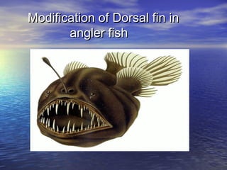 Modification of Dorsal fin inModification of Dorsal fin in
angler fishangler fish
 