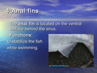 4:Anal fins4:Anal fins
The The anal finanal fin is located on the ventral is located on the ventral
surface behind the anus.surface behind the anus.
• Functions:Functions:
  to stabilize the fishto stabilize the fish
while swimming.while swimming.
 