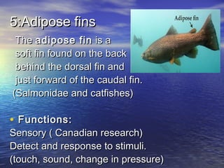 5:Adipose fins5:Adipose fins
The The adipose finadipose fin is a is a
soft fin found on the backsoft fin found on the back
behind the dorsal fin andbehind the dorsal fin and
just forward of the caudal fin.just forward of the caudal fin.
(Salmonidae and catfishes)(Salmonidae and catfishes)
• Functions:Functions:
Sensory ( Canadian research)Sensory ( Canadian research)
Detect and response to stimuli.Detect and response to stimuli.
(touch, sound, change in pressure)(touch, sound, change in pressure)
 