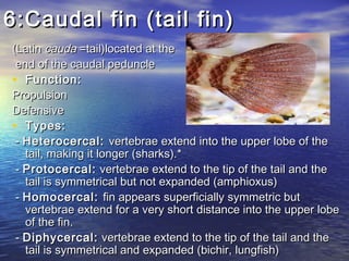 6:Caudal fin (tail fin)6:Caudal fin (tail fin)
(Latin (Latin caudacauda =tail)located at the =tail)located at the
end of the caudal peduncleend of the caudal peduncle
• Function:Function:
PropulsionPropulsion
DefensiveDefensive
• Types:Types:
  - - Heterocercal:Heterocercal: vertebrae extend into the upper lobe of thevertebrae extend into the upper lobe of the
tail, making it longer (sharks).*tail, making it longer (sharks).*
- - Protocercal:Protocercal: vertebrae extend to the tip of the tail and thevertebrae extend to the tip of the tail and the
tail is symmetrical but not expanded (amphioxus)tail is symmetrical but not expanded (amphioxus)
- - Homocercal:Homocercal: fin appears superficially symmetric butfin appears superficially symmetric but
vertebrae extend for a very short distance into the upper lobevertebrae extend for a very short distance into the upper lobe
of the fin.of the fin.
  - - Diphycercal:Diphycercal: vertebrae extend to the tip of the tail and thevertebrae extend to the tip of the tail and the
tail is symmetrical and expanded (bichir, lungfish)tail is symmetrical and expanded (bichir, lungfish)
 