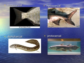 • homocercalhomocercal • hetrocercalhetrocercal
• diphylcercaldiphylcercal • protocercalprotocercal
 