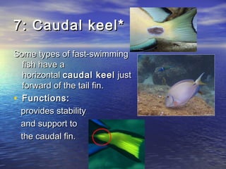 7: Caudal keel*7: Caudal keel*
Some types of fast-swimmingSome types of fast-swimming
fish have afish have a
horizontal horizontal caudal keelcaudal keel just just
forward of the tail fin.forward of the tail fin.
• Functions:Functions:
provides stabilityprovides stability
and support toand support to
the caudal fin.the caudal fin.
 