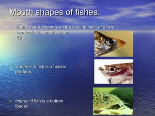 Mouth shapes of fishes:Mouth shapes of fishes:
Mouth shape depends on the feeding habit of a fish:Mouth shape depends on the feeding habit of a fish:
• terminal:terminal: if a fish eats otherif a fish eats other
fish.fish.
• superior:superior: if fish is a hiddenif fish is a hidden
predator.predator.
• Inferior:Inferior: if fish is a bottomif fish is a bottom
feeder.feeder.
 